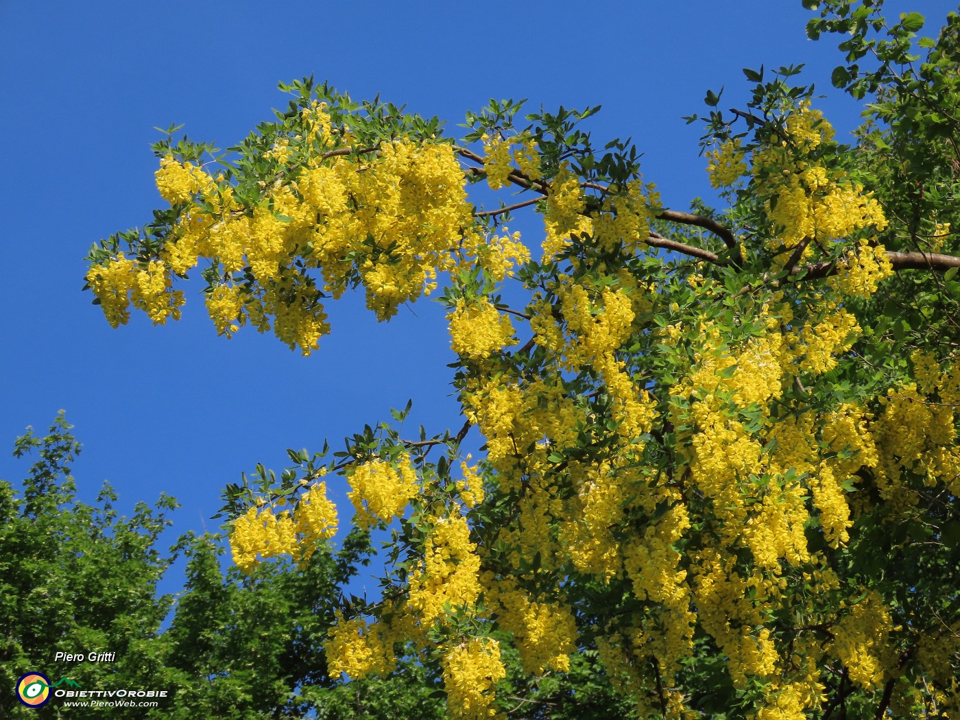 14 Laburnum anagyroide- Mggiociondolo.JPG